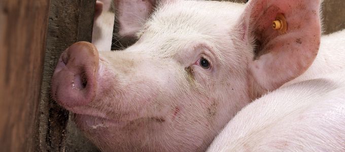 Eradication of Swine Dysentery via Biosecurity and Medication