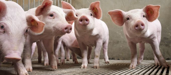 Added Value of NSP Degrading Enzymes in Pig …