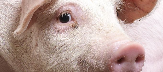 NSP Degrading Enzymes in Pig Nutrition: Beyond Fibre …