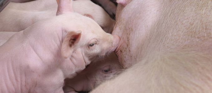 Carnitol-L® (L-carnitine) supplementation during gestation increases birthweight of …