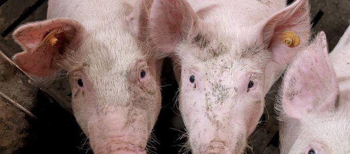 PK / PD and Clinical Relationships of Vetmulin® …