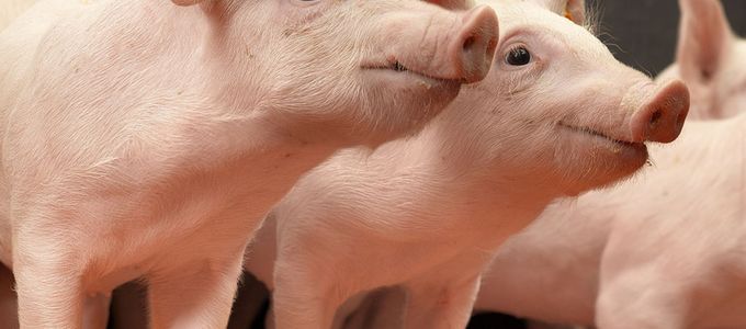 Sedoline Powder Reduces Aggression in Pigs