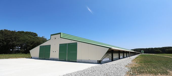 Feed Additives And Salmonella Mitigation