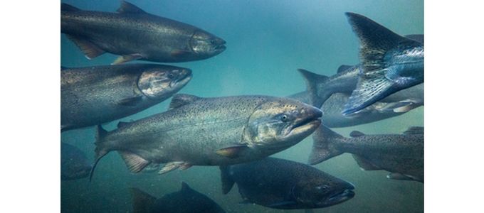 How To Enhance Zinc Availability In Salmon Feeds