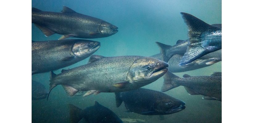 How To Enhance Zinc Availability In Salmon Feeds
