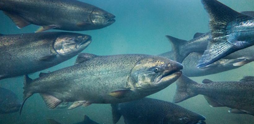 How To Enhance Zinc Availability In Salmon Feed
