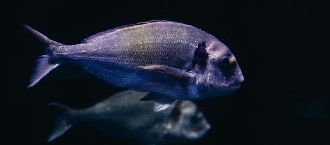 Use Of Bio D® In Sea Bream (Sparus …