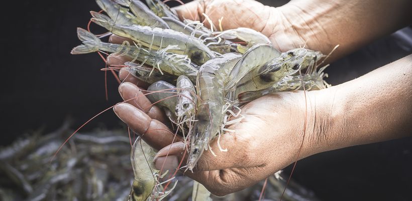 Hostazym X Improves Aquafeed Utilisation And Environmental Sustainability