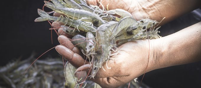 Hostazym X Improves Aquafeed Utilisation And Environmental Sustainability