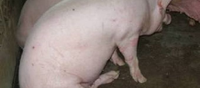 Mycoplasmal Arthritis in Pigs - The Disease