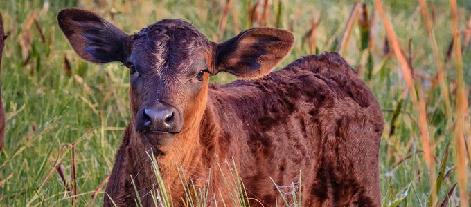 Sourcing the Southeast