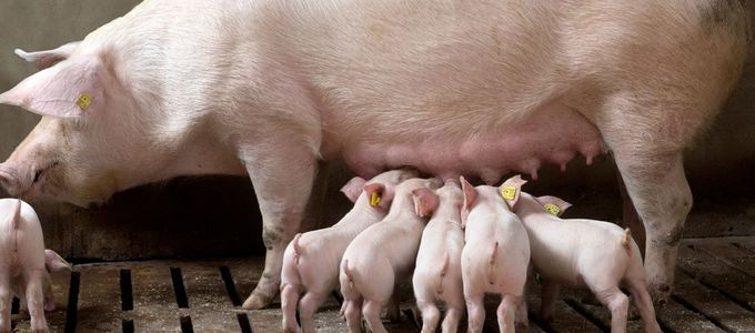 Hostazym® X Proves Its Added Value in Lactating …