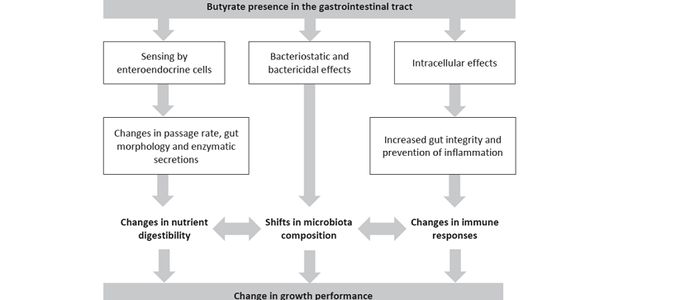The Hindgut and Its Bacteria: Important Key Players …