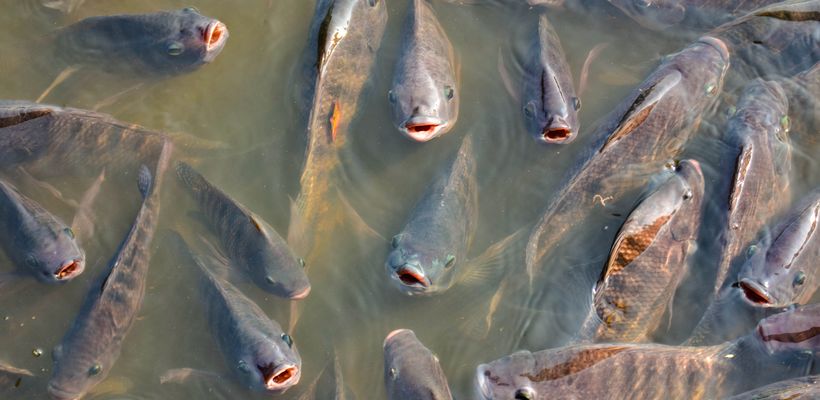 New Generation of Phytase Improves Growth Performance in Tilapia