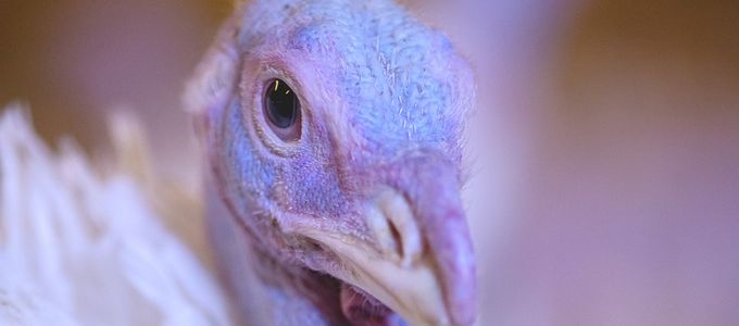 Are Probiotics Relevant in Modern Turkey Production?