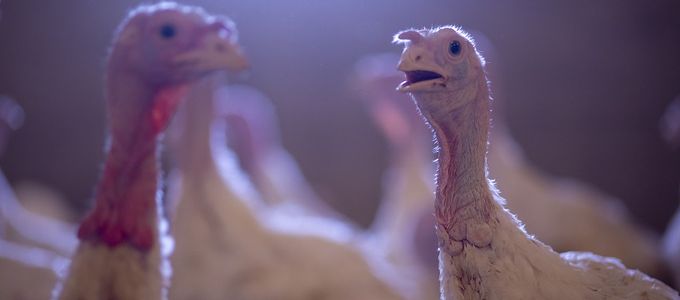 Stenorol® - Derived from Nature