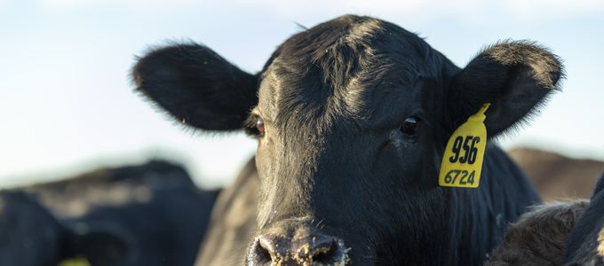 Huvepharma® Announces Optigrid® 45 Medicated Feed Combination Approvals