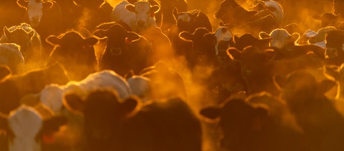 Feed Additives Can Enhance Calf Gains With Less …