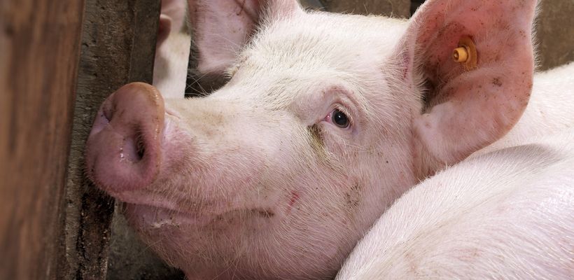 Miya-Gold®, A Tool for Salmonella Control in Fattening Pig Units