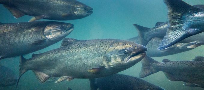 OptiPhos Proved Its Efficacy In Atlantic Salmon (Salmo …