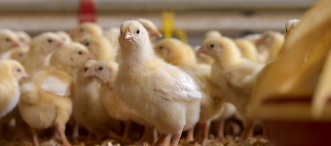 Can We Do Without Inorganic P In Feed?