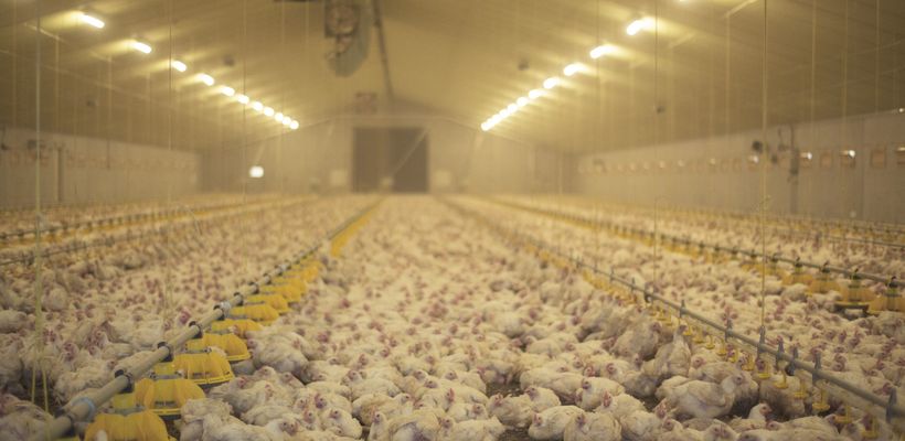 Multi-Study Analysis on the Efficacy of Nicarbazin / Monensin, a …