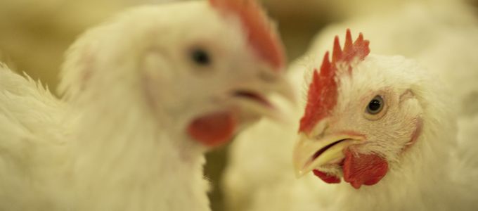 Mycoplasma Control in Poultry