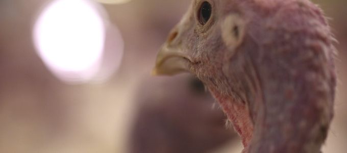 Huvepharma Inc. - Coccidiosis Vaccine For Turkeys Receives …