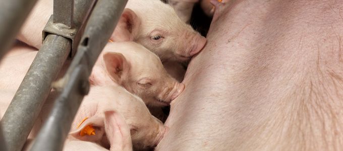 Phytase: The Essential Tool for Efficient Piglet Production