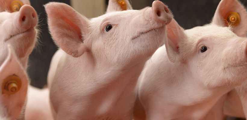 Probiotics and Butyrate: An Alternative Approach