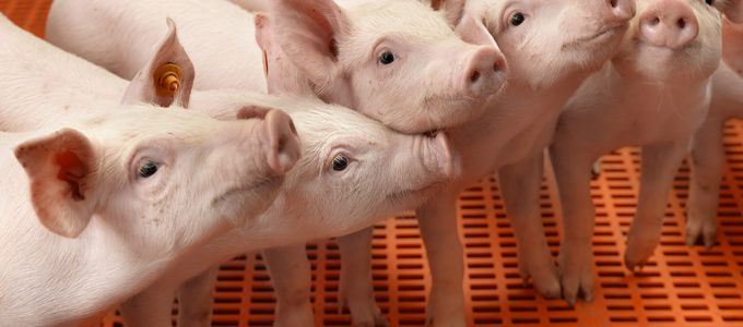 Effect of Supplementing Phytase on Piglet Performance, Nutrient …