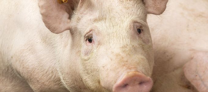 Brachyspira Infections in Swine - A Threat to …