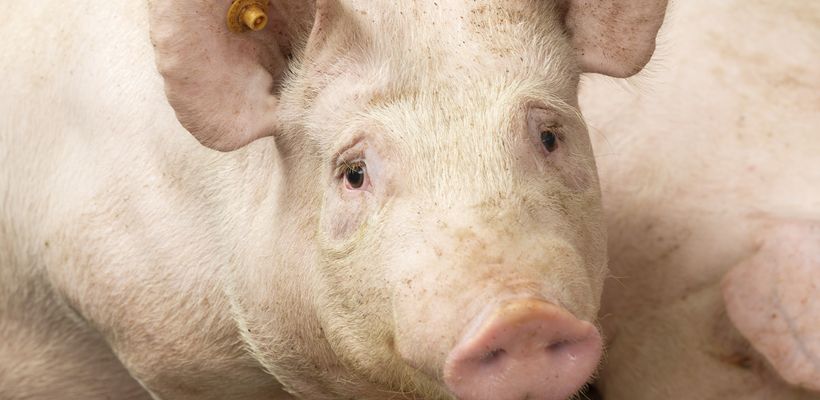 Brachyspira Infections in Swine - A Threat to the Pig …