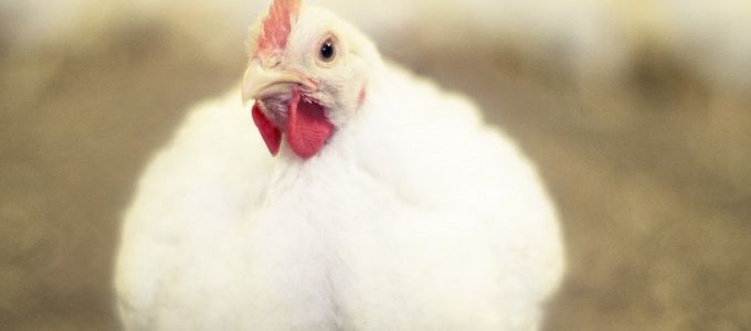 Advice on Using Synthetic Compounds for Coccidiosis Control