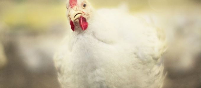 Evaluation of the Efficacy of Two Coccidiostat Combination …