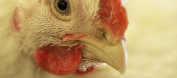 Probiotics as an Alternative for Antibiotics in Broiler …