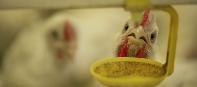 Probiotics and Drinking Water: How to Ensure Proper …