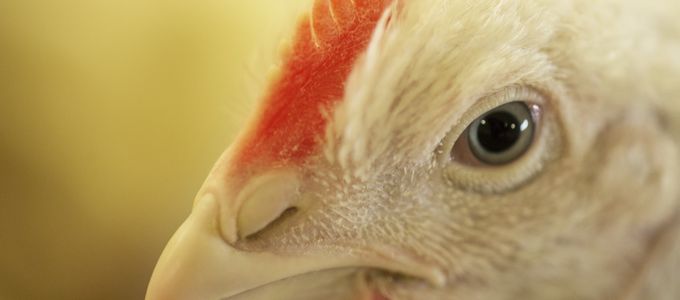 Huvepharma Launches New Coccidiosis Control Product Monimax® in …