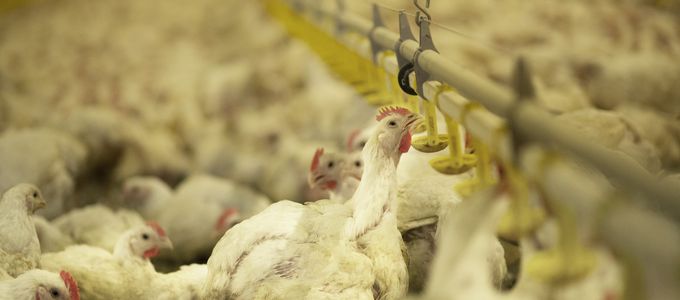 Combination of Bacillus Licheniformis and Salinomycin: Effect on …