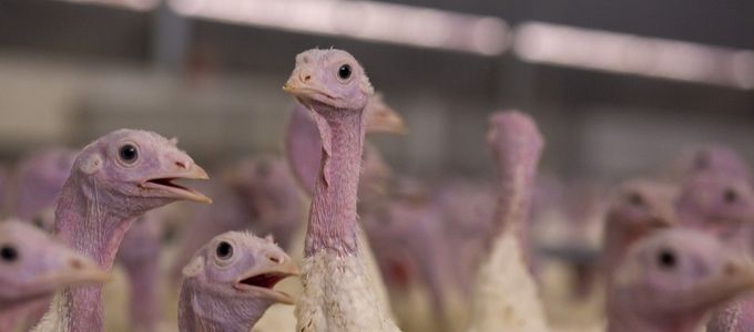 Robust Coccidiosis Control for Turkeys in Challenging Conditions
