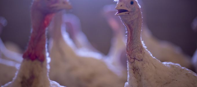 Use of Monimax® in Turkeys