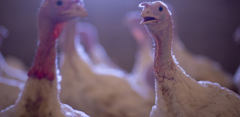 Use of Monimax® in Turkeys