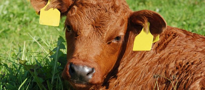 Battling Against BRD with a United Front