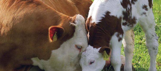 Cryptosporidiosis: An Important Concern in Calf and Heifer …