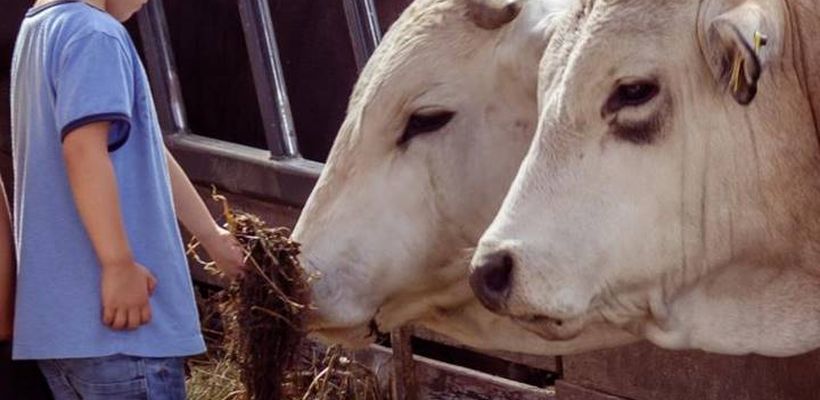 Monovet® Receives FDA Approval