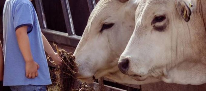 Effective Biosecurity: Cryptosporidiosis Control in Ruminants