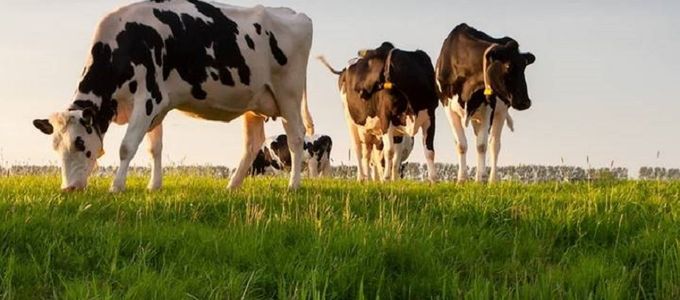 The Role of Pharmasin® 200 Solution for Injection …